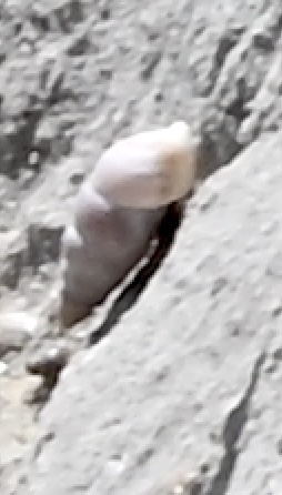 Solatopupa similis