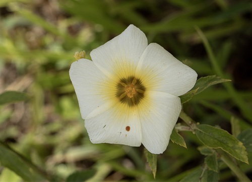 Cuban Buttercup