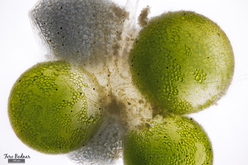 Lamprothamnium papulosum