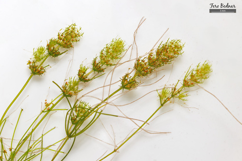 Lamprothamnium papulosum