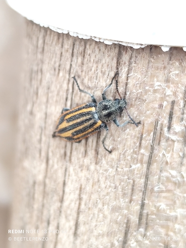 Astylus subgriseus