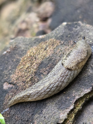 Prophysaon andersonii