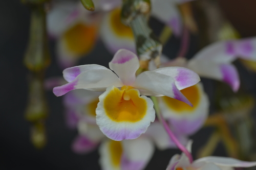 Pendulous Dendrobium