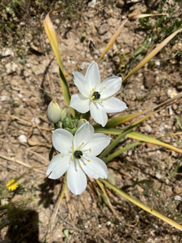 Arabian Star-flower