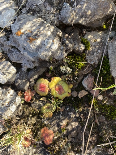 Crassula compacta