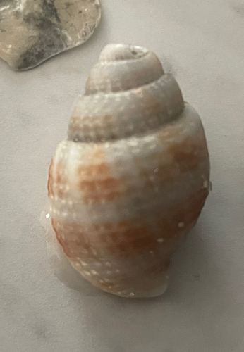 Cancellaria reticulata