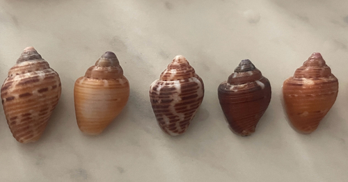 Columbella mercatoria