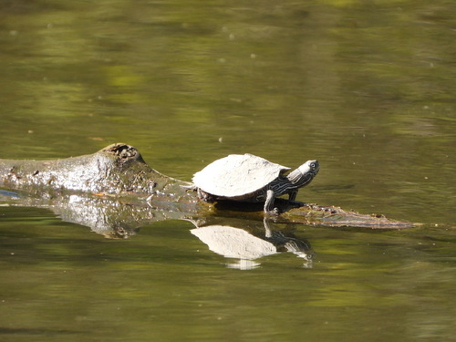 Graptemys ouachitensis