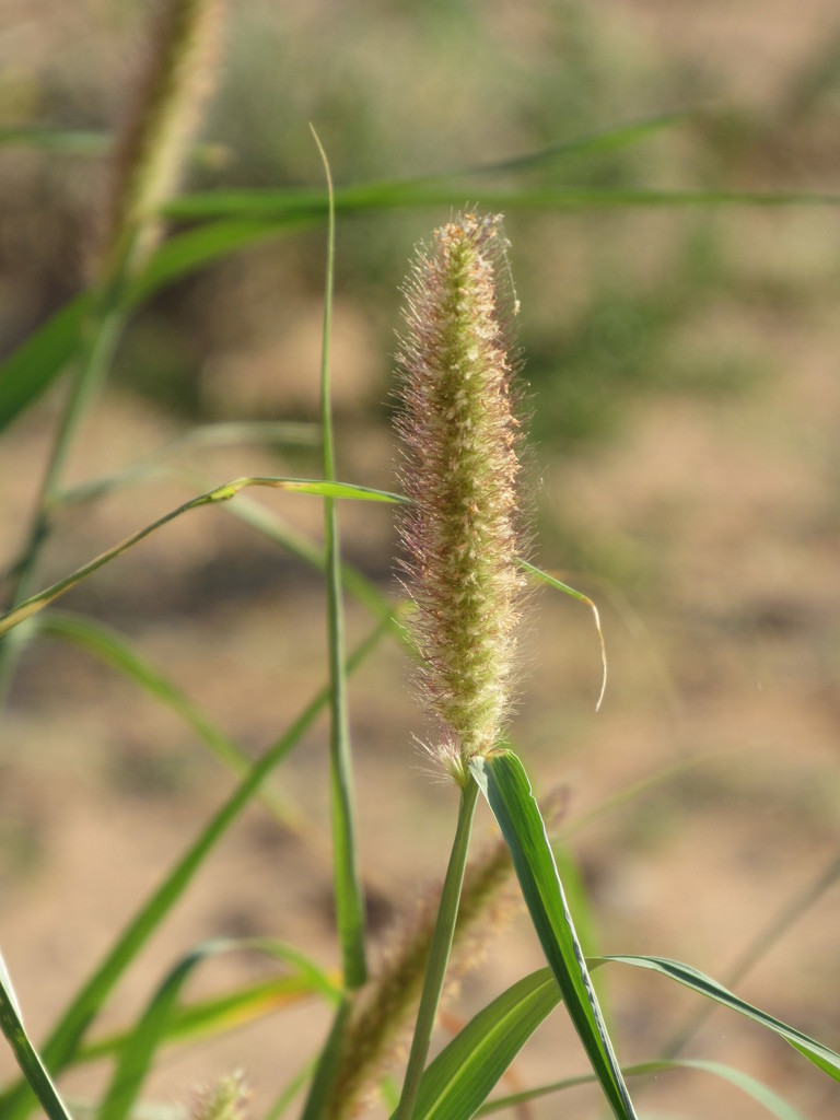 Beffelgrass buffelgrass from Kij Kij on March 24, 2020 by Jacobus Van der Linden ...