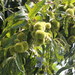 Castanopsis indica - Photo (c) Rachit Pratap Singh, all rights reserved, uploaded by Rachit Pratap Singh