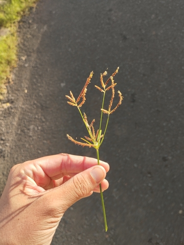 Purple nutsedge