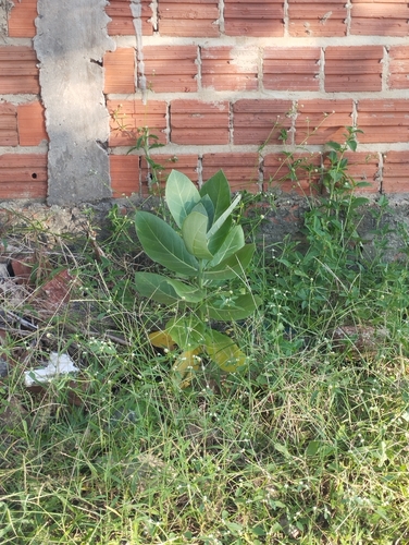 giant milkweed