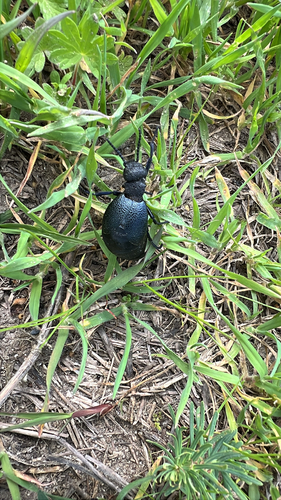 Meloe cicatricosus