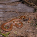 Robust Burrowing Snake - Photo (c) Halvard Aas Midtun, all rights reserved, uploaded by Halvard Aas Midtun