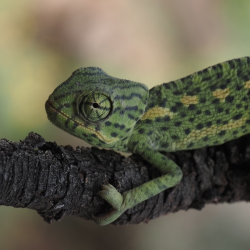 Common Chameleon