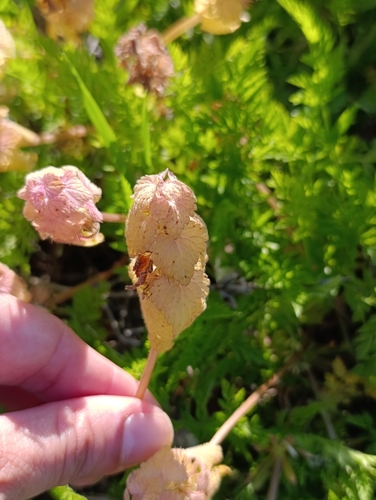red deadnettle