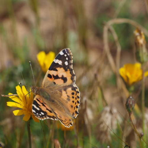 Painted Lady