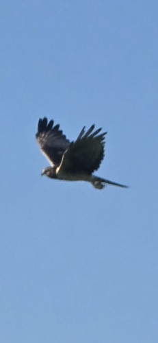 Long-winged Harrier