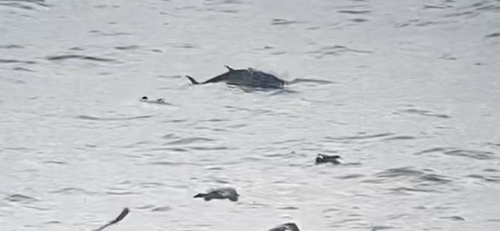 Thunnus thynnus