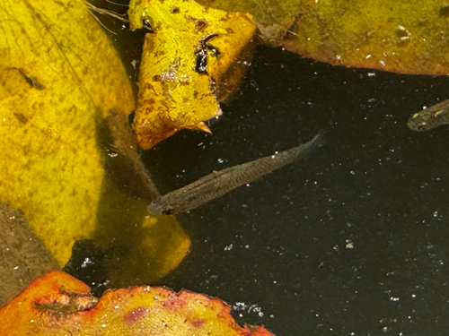 Gambusia affinis