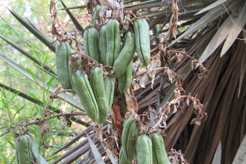Spanish dagger