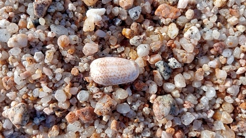 Oliva spicata