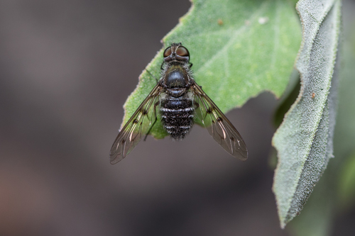 Anthrax sticticus