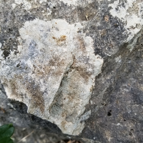 Squamulea galactophylla