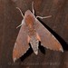 Dahira rubiginosa - Photo (c) Roger C. Kendrick, all rights reserved, uploaded by Roger C. Kendrick