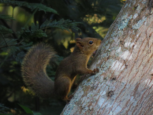 Ingram's Squirrel
