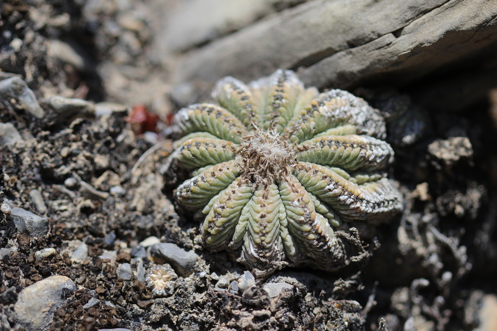 Aztekium ritteri in March 2019 by quirino · iNaturalist