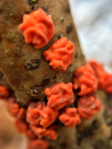 Red Tree Brain Fungus