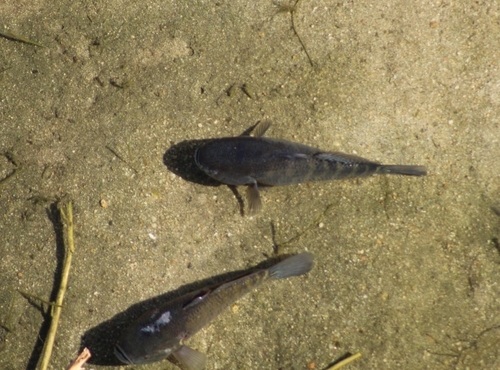 Dormitator latifrons