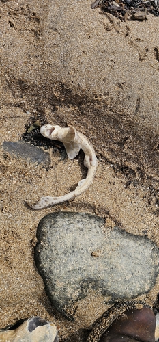 Scyliorhinus canicula