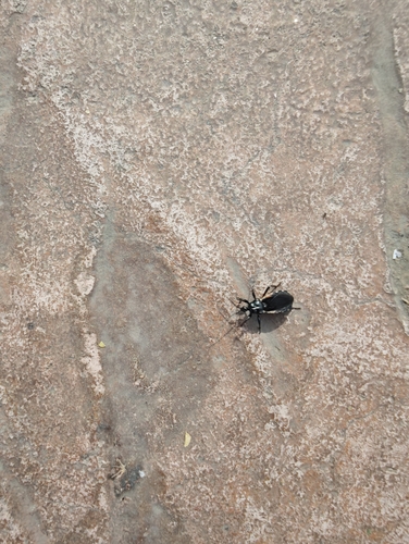 Ectrychotes andreae