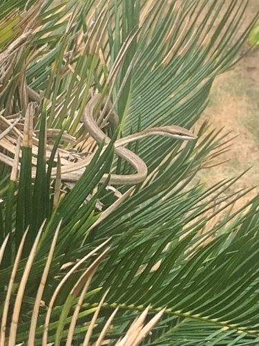 Brown Vinesnake