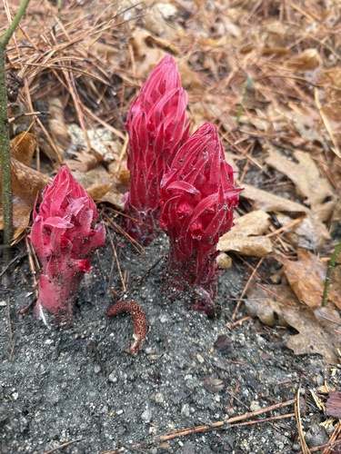 iNaturalist observation photo of Snowplant