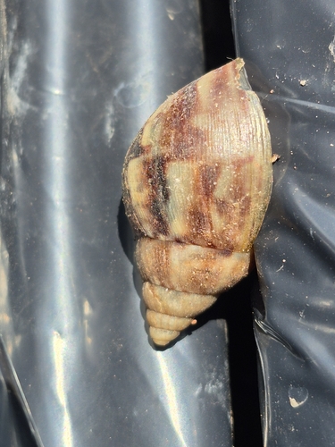 Lissachatina fulica