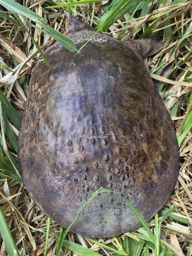 Apalone ferox