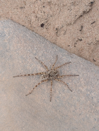 Shoreline Wolf Spider