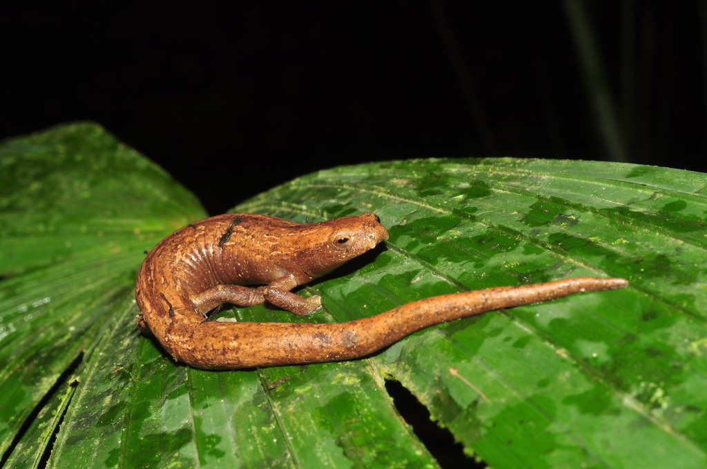 Salamandra Corpulenta Café (Bolitoglossa lozanoi) · NaturaLista Mexico