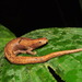 Lozano's Salamander - Photo (c) Esteban Alzate Basto, all rights reserved, uploaded by Esteban Alzate Basto
