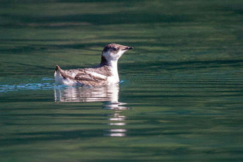 Marbled Murrelet