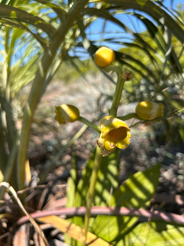 Catasetum discolor