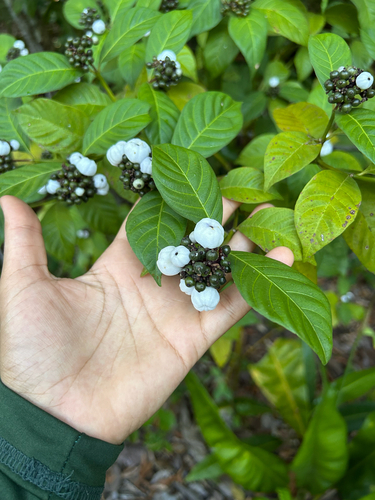 Psychotria bahiensis
