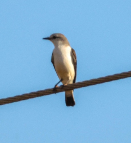 White-rumped Monjita