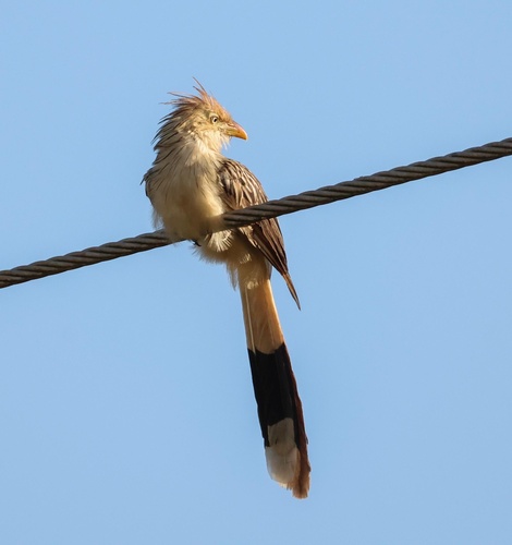 Guira Cuckoo