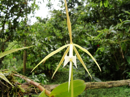 Epidendrum macroophorum