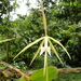 Epidendrum macroophorum - Photo (c) Frank Dietze, all rights reserved, uploaded by Frank Dietze