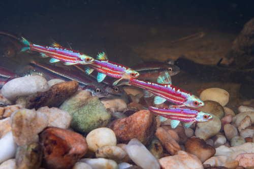 Rainbow Shiner